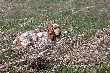 Image showing hunting dog in the field