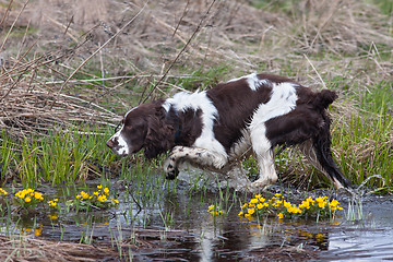 Image showing hunting dog on the bird hunt