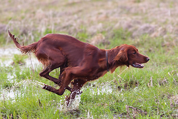 Image showing hunting dog running on the meadow