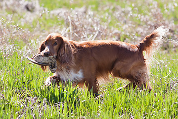 Image showing hunting dog spaniel holding a woodcock