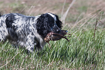 Image showing hunting dog spaniel with woodcock