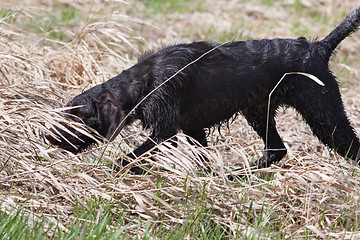 Image showing spaniel on the bird hunt