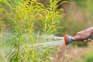 Image showing hand watering flowerbed