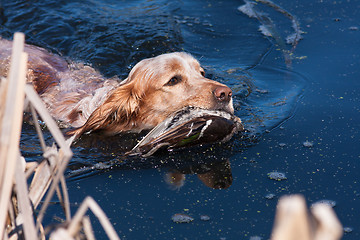 Image showing hunting dog holding a dead duck in the water