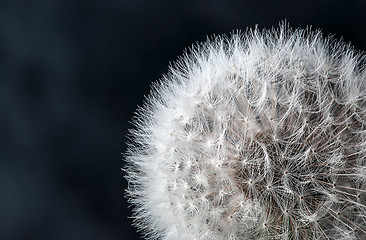 Image showing Closeup of dandelion seeds