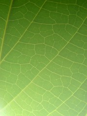 Image showing green leaf macro vains