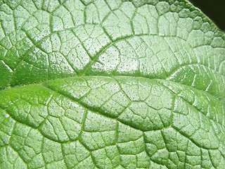 Image showing leaf macro lines