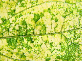 Image showing leaf macro lines