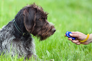 Image showing hunting dog and hand with clicker