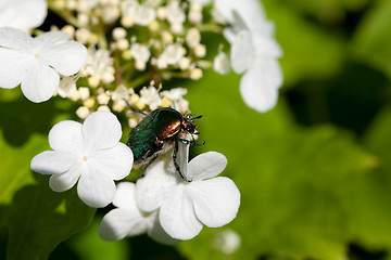 Image showing Flowering spring viburnum opulus (guelder-rose) and flower chafe