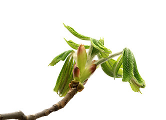 Image showing Spring twigs of horse chestnut tree with young leaves