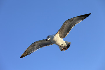 Image showing Flying seagull at blue clear sky