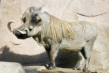 Image showing Warthog