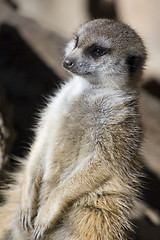 Image showing Meercat Enjoying Sun