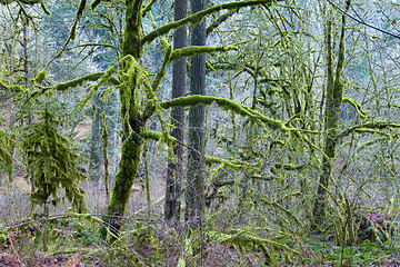 Image showing Mossy Woods