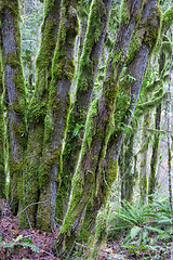 Image showing Moss Covered Trees II