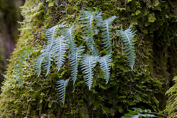 Image showing Fern Leaves