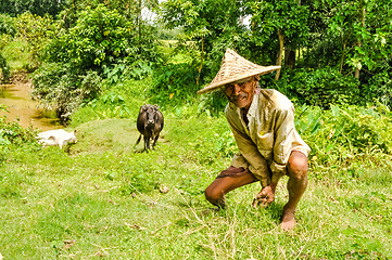 Image showing Man with cows in Bangladesh