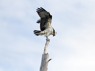 Image showing Osprey Landing