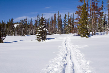Image showing Trail in the Snow