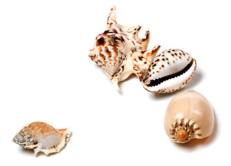 Image showing Exotic seashells on white