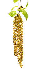 Image showing Spring twig of birch with young leaves and catkins