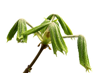 Image showing Spring twigs of horse chestnut tree with young green leaves