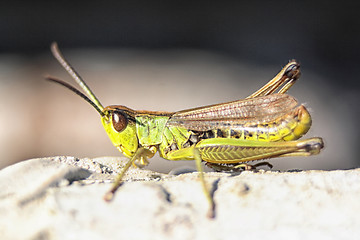 Image showing very nice green grasshopper