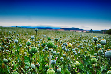 Image showing green poppy heads