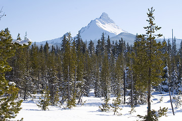 Image showing Three Fingered Jack