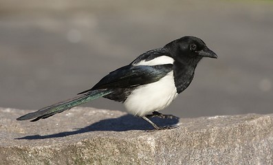 Image showing Magpie