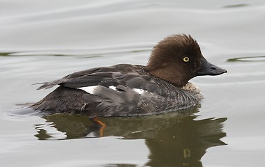 Image showing Goldeneye.