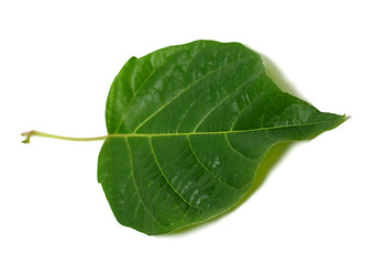 Image showing Spring leaf on white background