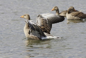 Image showing Greylag Goose.