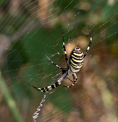 Image showing Spider on spiderweb in summer