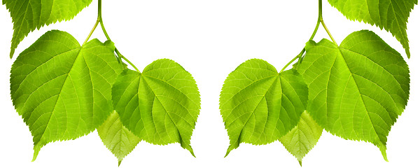 Image showing Frame of spring tilia leaves