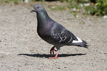 Image showing Pigeon