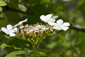 Image showing Flowering spring twigs of viburnum opulus 