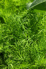 Image showing Young fresh dill 