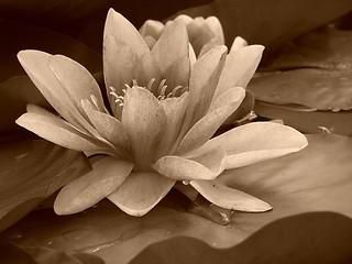 Image showing Water lilly