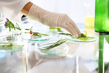 Image showing Lab. Ecology Gmo. Engineer biotechnologist at work.