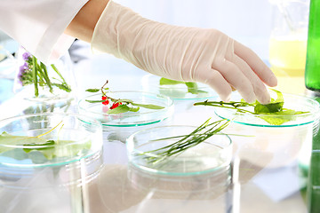 Image showing Gmo. Engineer biotechnologist at work. Laboratory analysis of plants.