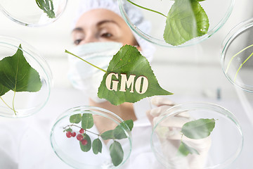 Image showing Lab. Ecology Gmo.