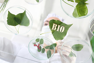 Image showing Laboratory grafting plants. Genetically modified plants.