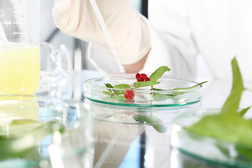 Image showing Plant propagation. Lab. Ecology