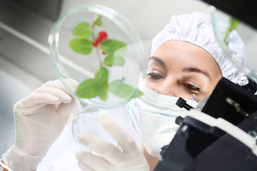 Image showing Laboratory grafting plants. Genetically modified plants.