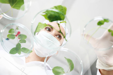 Image showing Laboratory grafting plants.