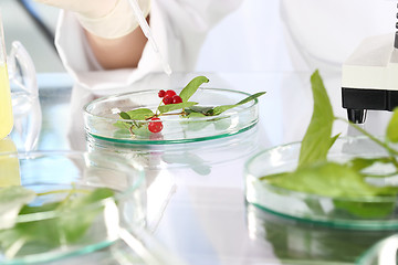 Image showing Biotechnology. In vitro plants.