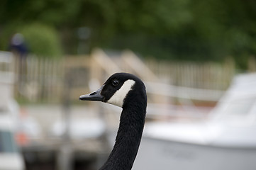 Image showing Goose portrait