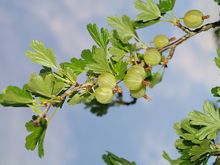 Image showing gooseberries